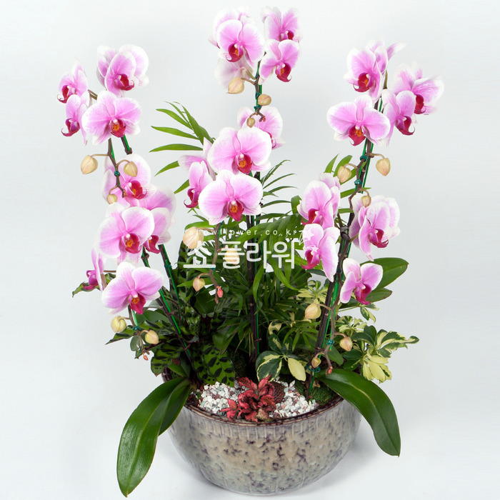 상세이미지
