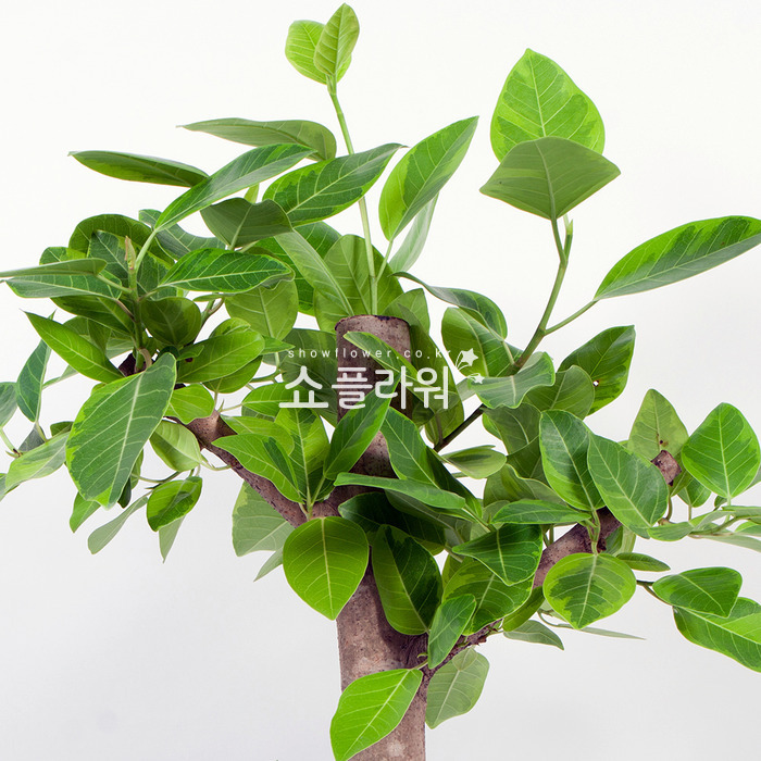 상세이미지
