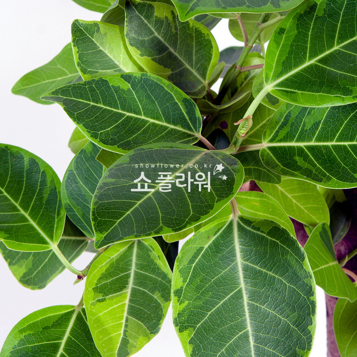 상세이미지