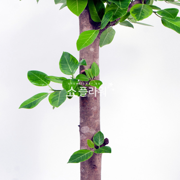 상세이미지