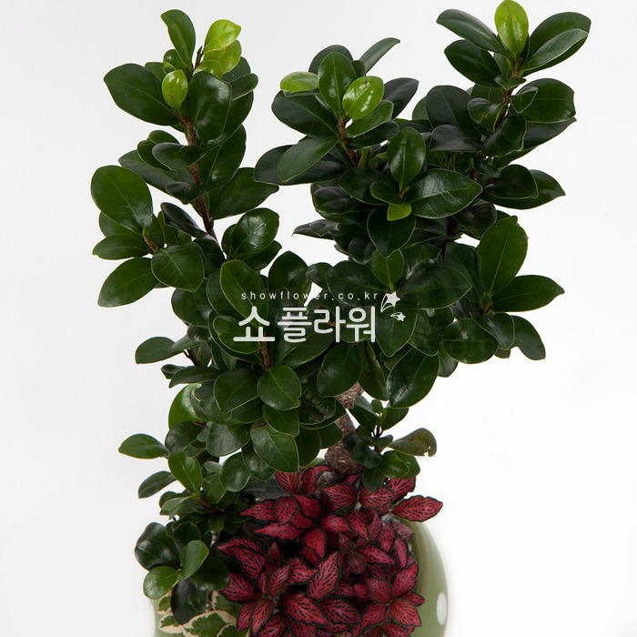 상세이미지