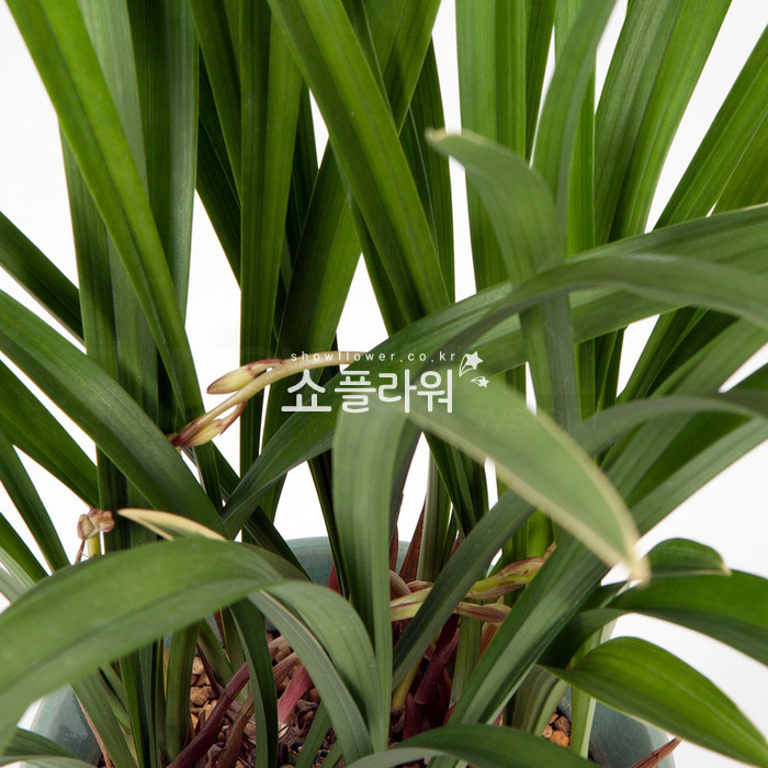 상세이미지