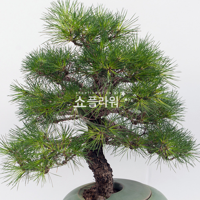 상세이미지