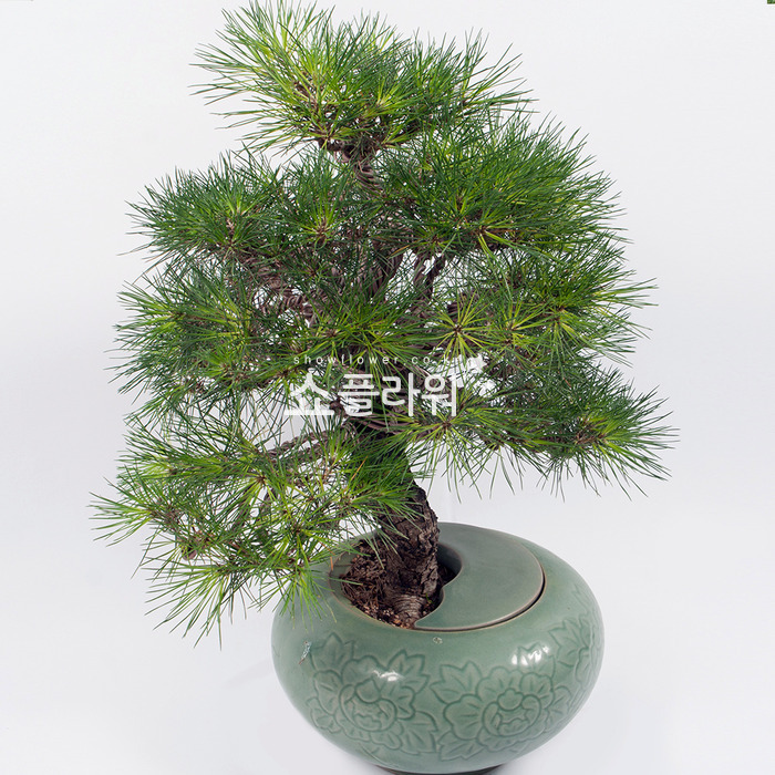 상세이미지
