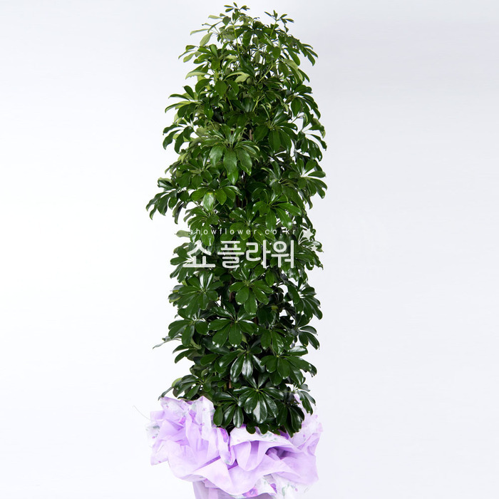 상세이미지