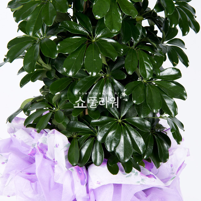 상세이미지