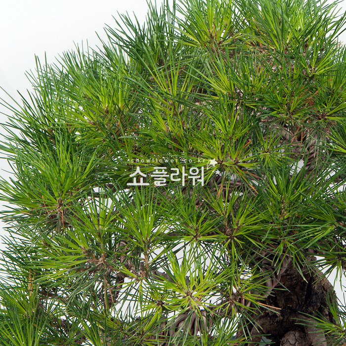 상세이미지