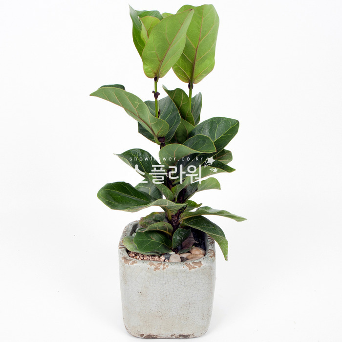 상세이미지