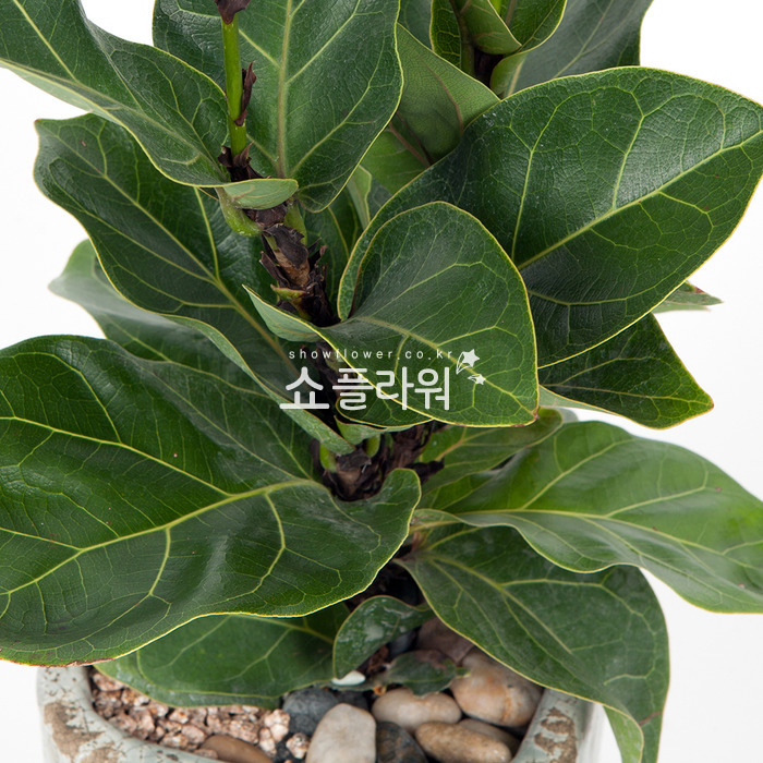 상세이미지