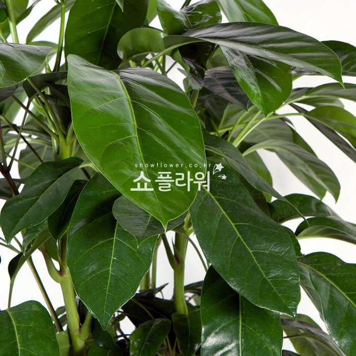 상세이미지