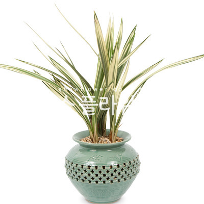 청자분살마금 367e