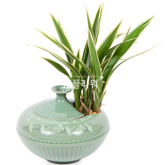 상세이미지