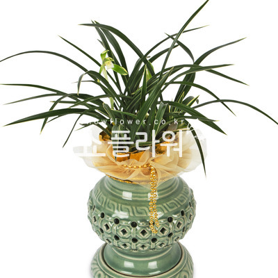동양란(교배투각)