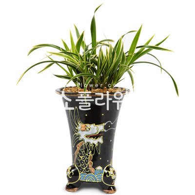 대국(검은분)
