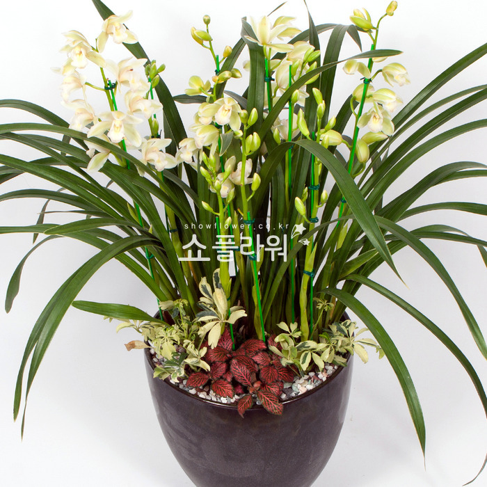 상세이미지