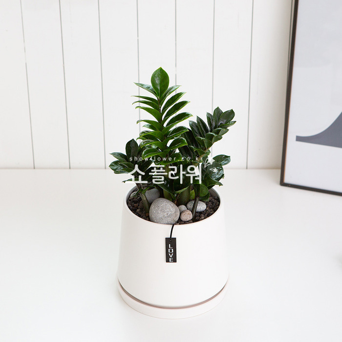 상세이미지