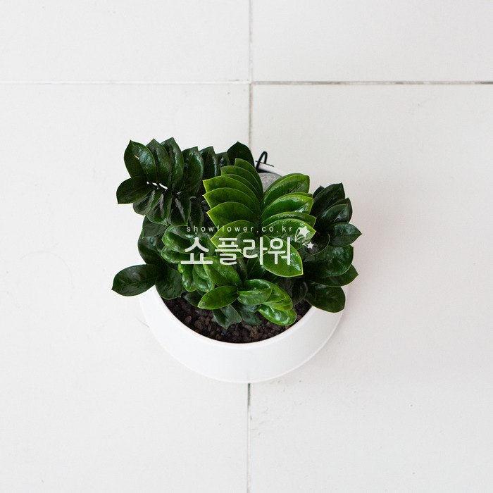 상세이미지