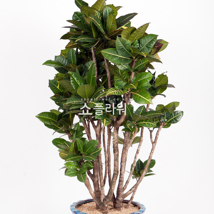 상세이미지
