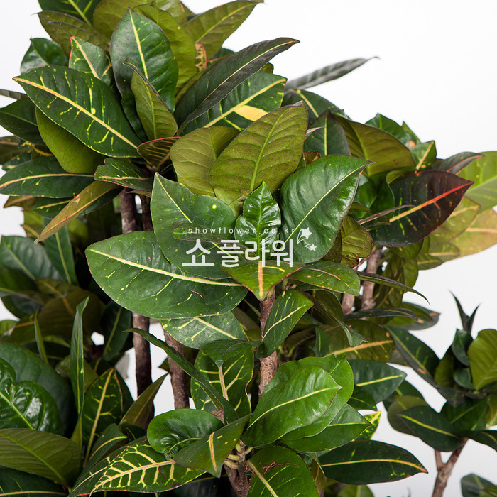 상세이미지