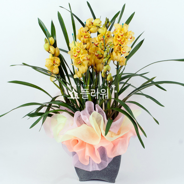 상세이미지