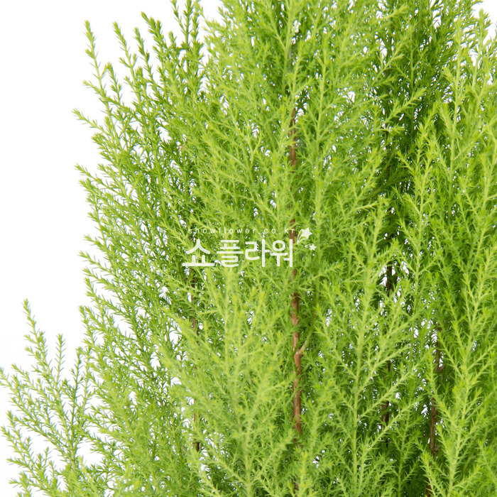 상세이미지