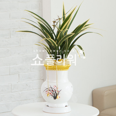 일향금(고급분)