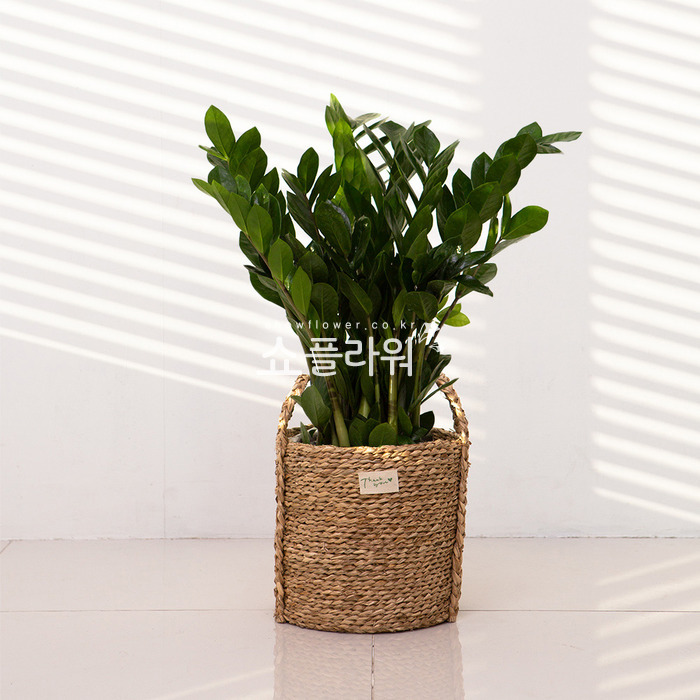 상세이미지