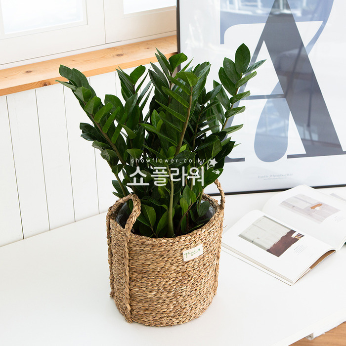 상세이미지