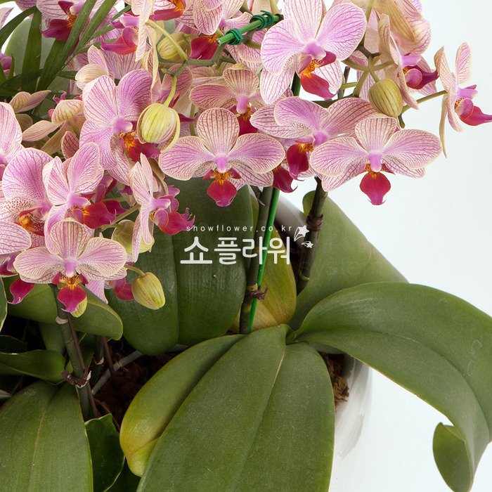 상세이미지