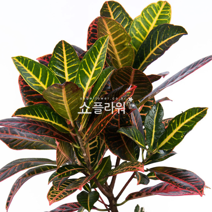 상세이미지