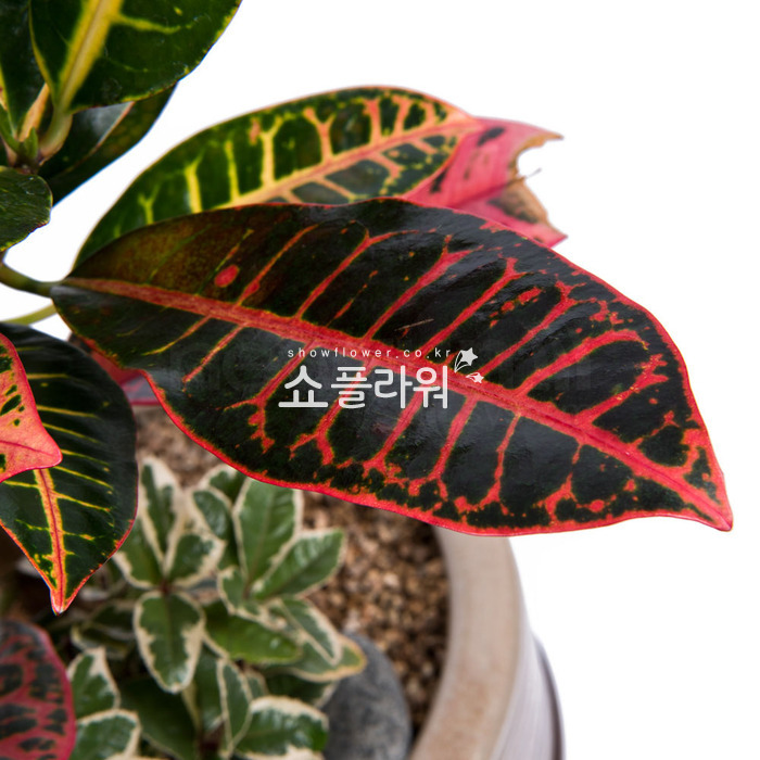 상세이미지