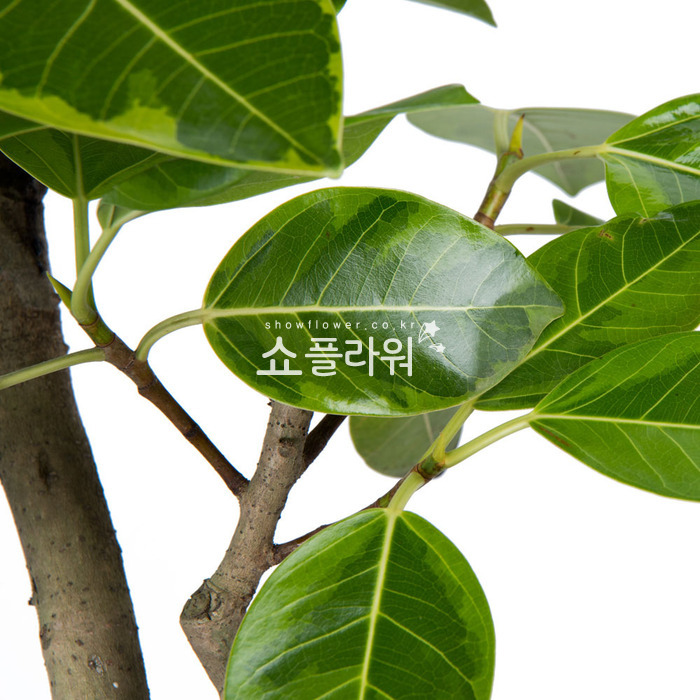 상세이미지