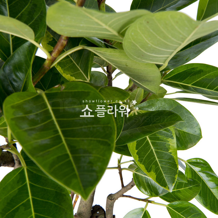 상세이미지