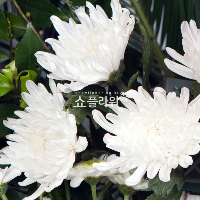 상세이미지