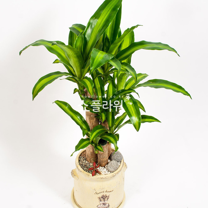 상세이미지