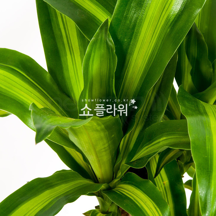 상세이미지
