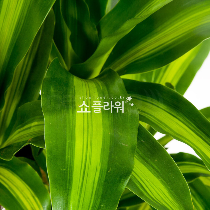 상세이미지