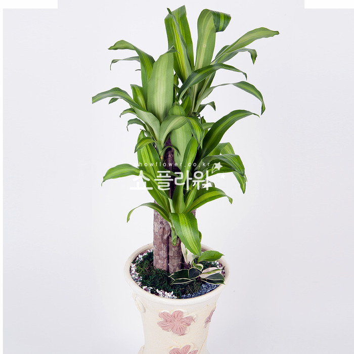 상세이미지