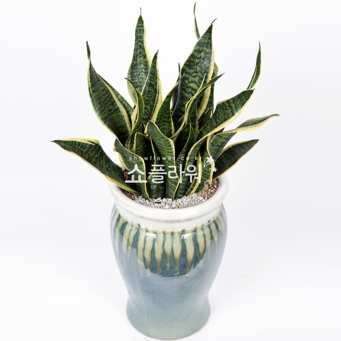 상세이미지