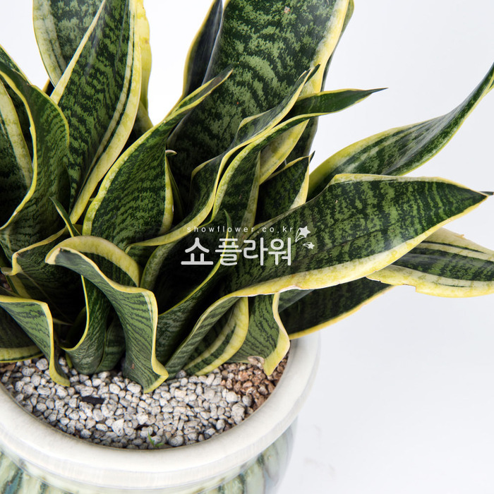 상세이미지