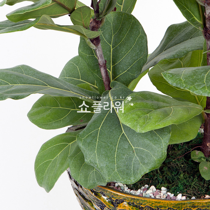 상세이미지