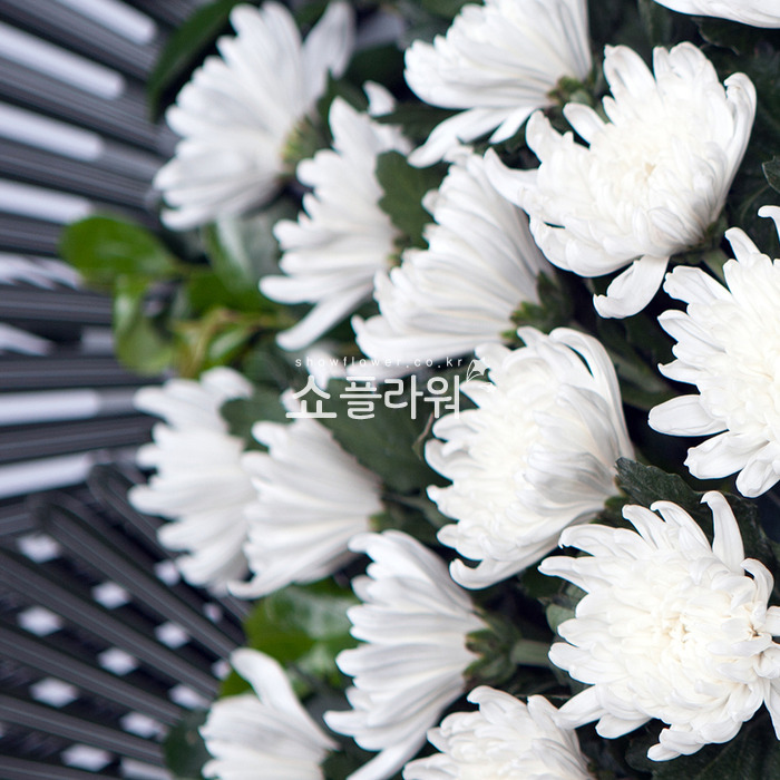상세이미지