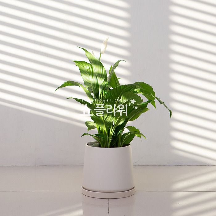 상세이미지