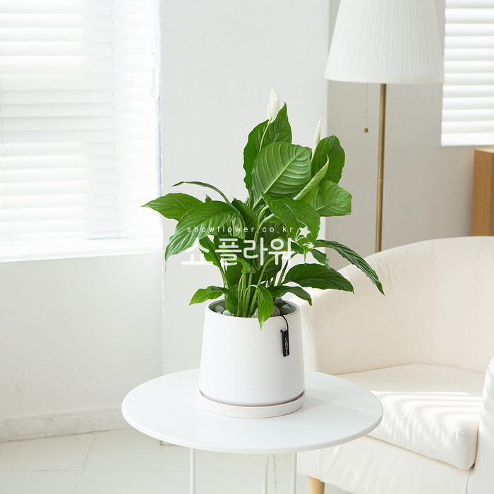 상세이미지