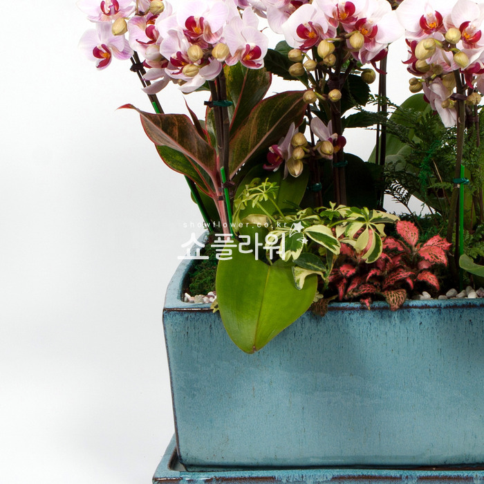 상세이미지