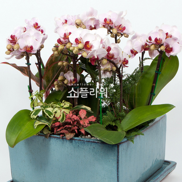 상세이미지