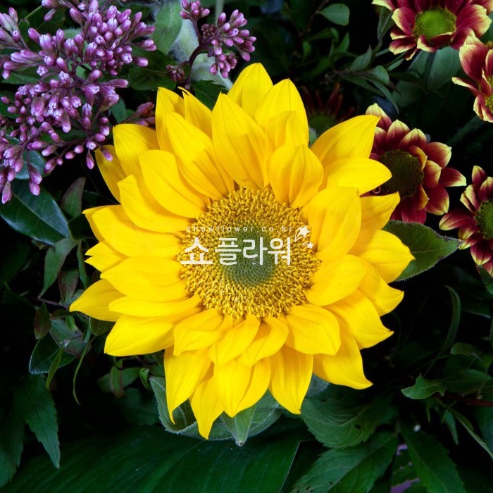 상세이미지