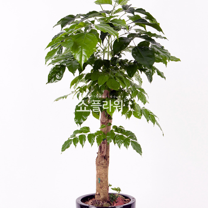 상세이미지