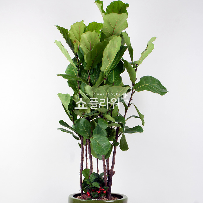 상세이미지