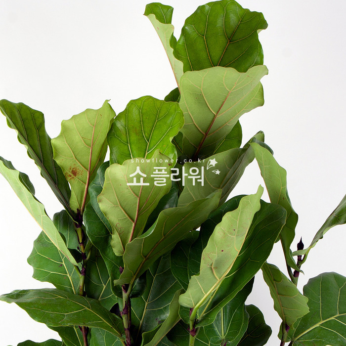 상세이미지